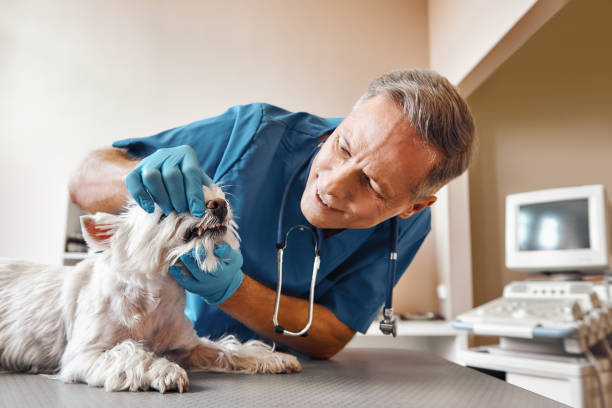 Best Weekend Emergency Dentist in Jessup, PA
